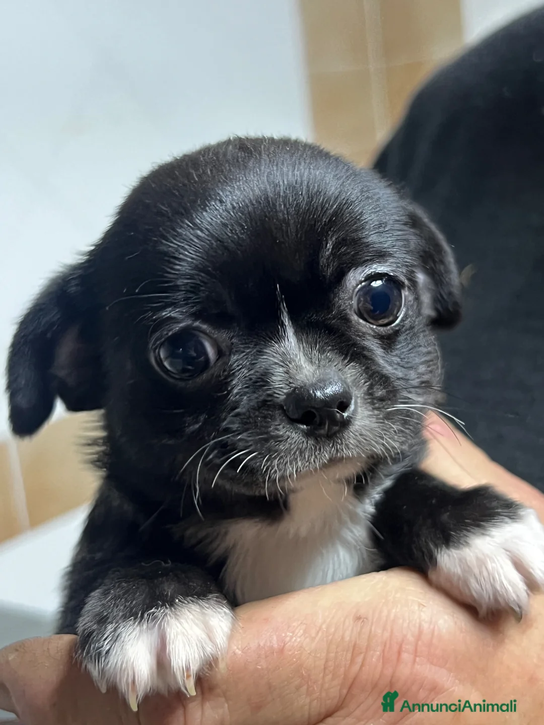 Chihuahua cani in vendita: Chihuahua - Annuncio 2