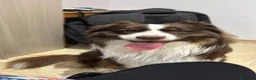 Australian Shepherd cani per accoppiamento: Maschio Pastore Australiano a Città metropolitana di Milano - Annuncio 4