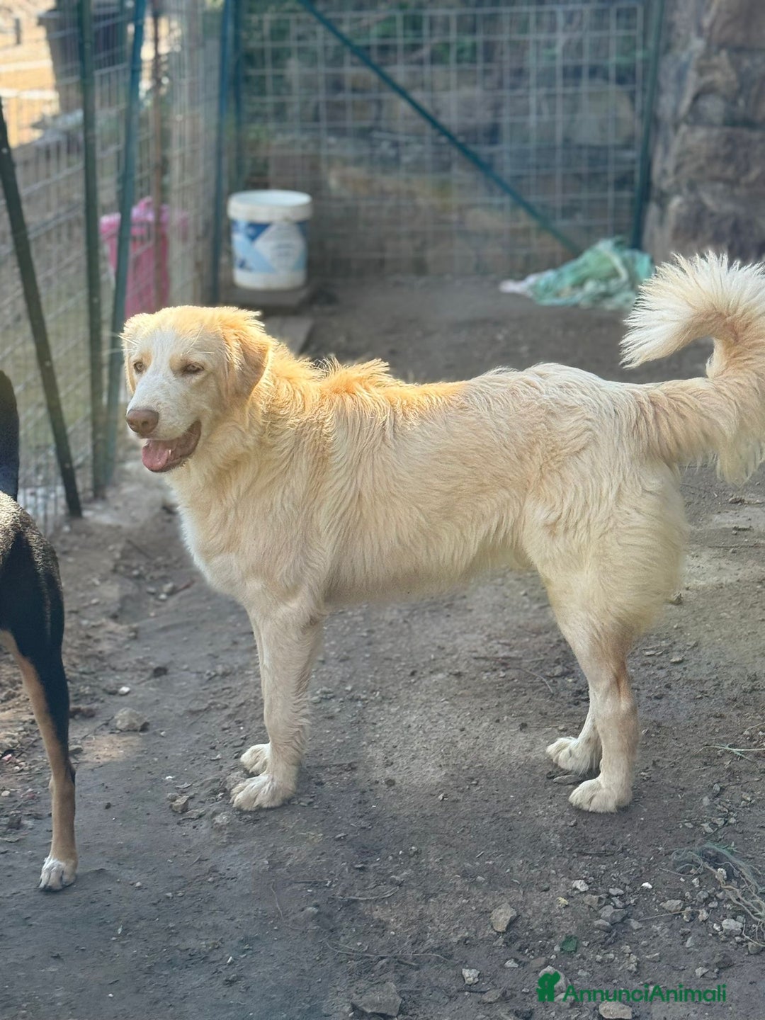 Meticcio cani in regalo: ARGO, COSÌ BELLO, NON LO VUOLE NESSUNO!?!?! - Annuncio 6