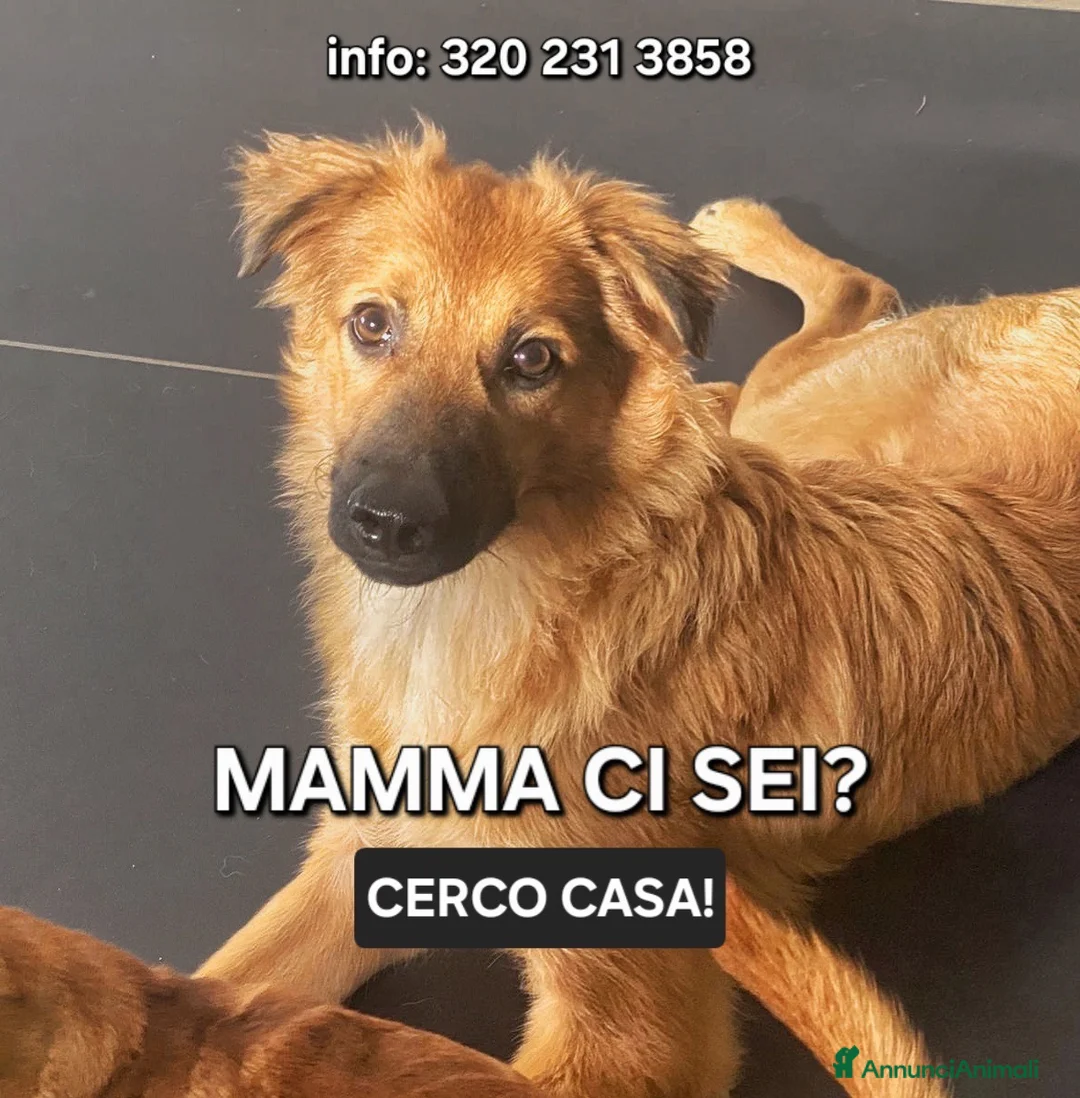 Meticcio cani in regalo: BERGAMOTTO 🩷 UN CIUFFO DI PELO E TANTA VITA a Provincia di Pesaro e Urbino - Annuncio 1