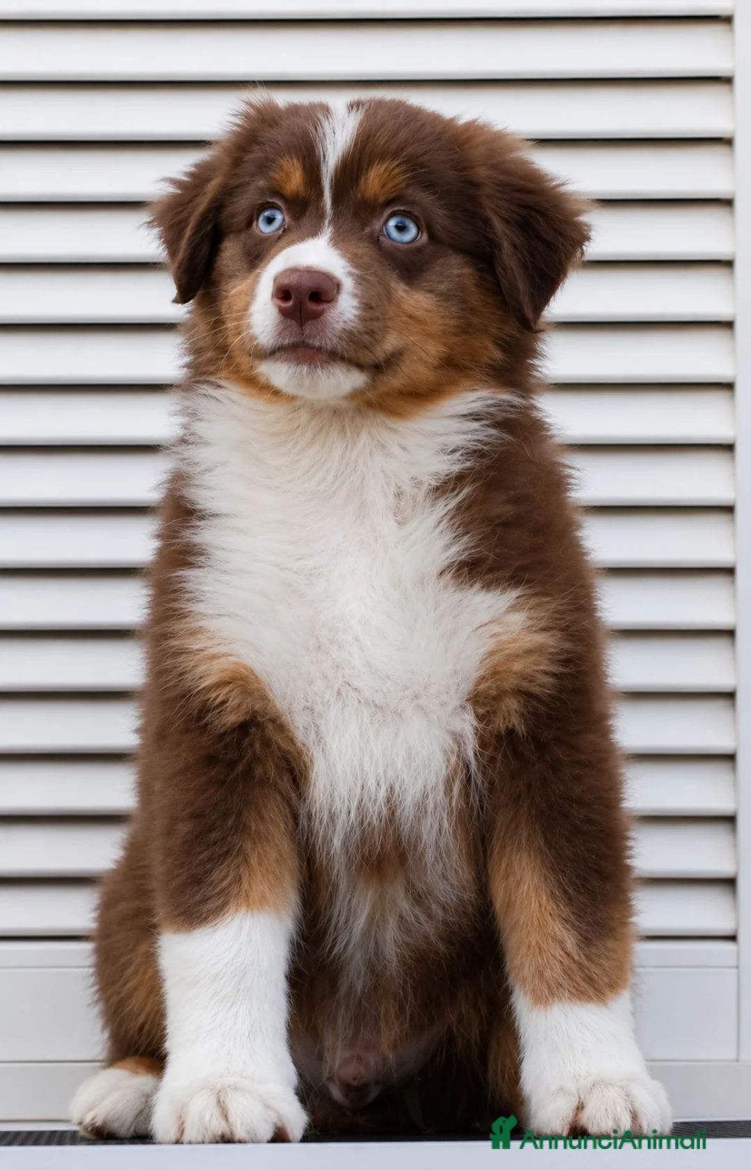 Australian Shepherd cani in vendita: Red tricolor maschietto pastore australiano  - Annuncio 2