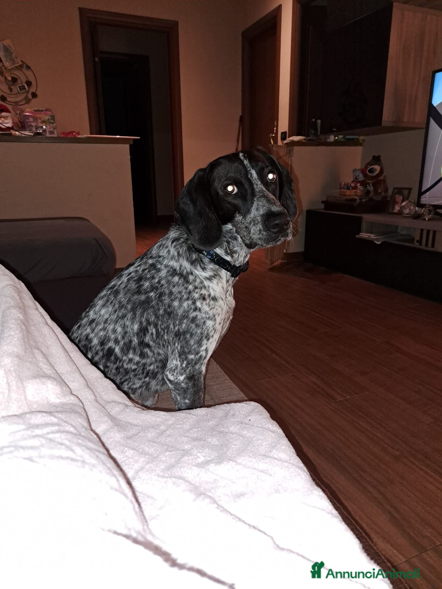 Meticcio cani Fulmine cerca famiglia - Annuncio 4