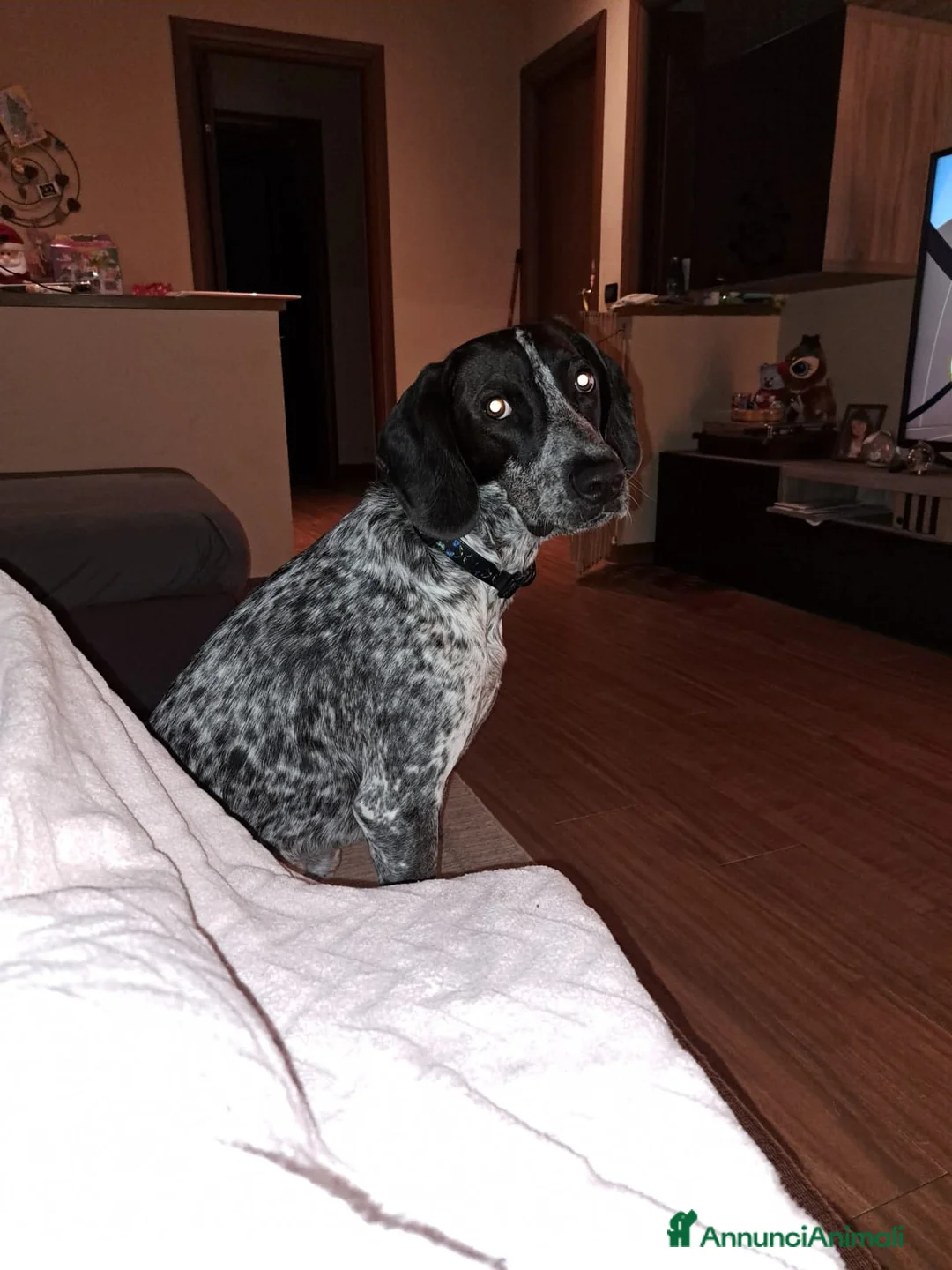 Meticcio cani in regalo: Fulmine cerca famiglia - Annuncio 1