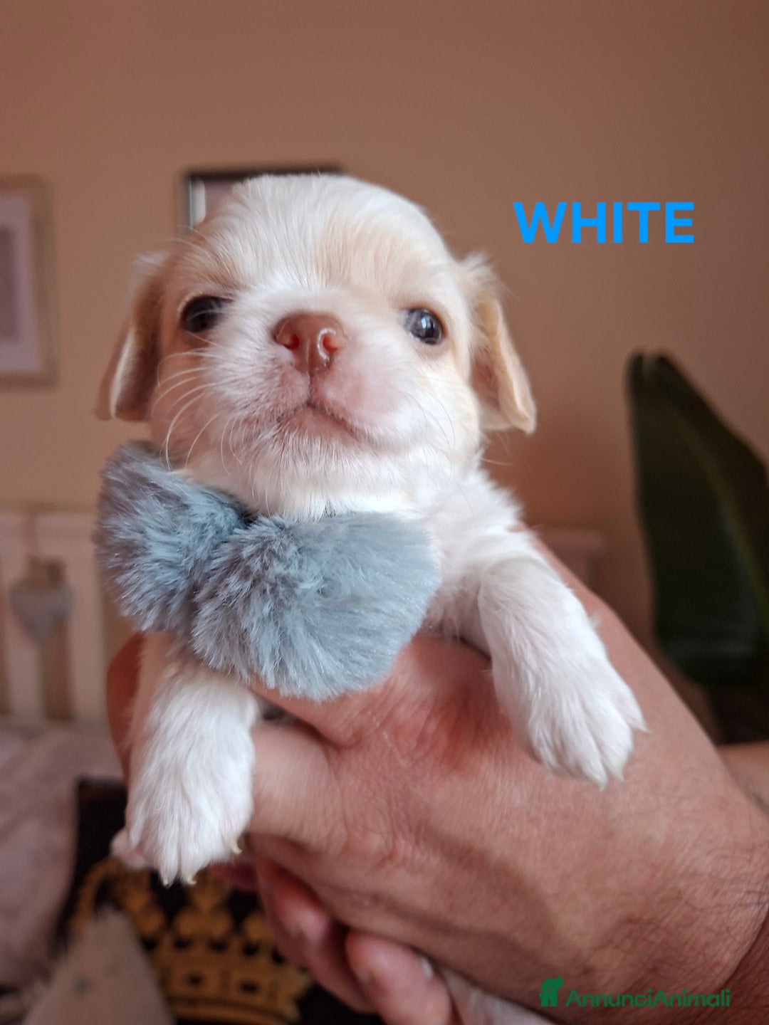 Chihuahua cani in vendita: Maschietti pelo lungo chihuahua  - Annuncio 4