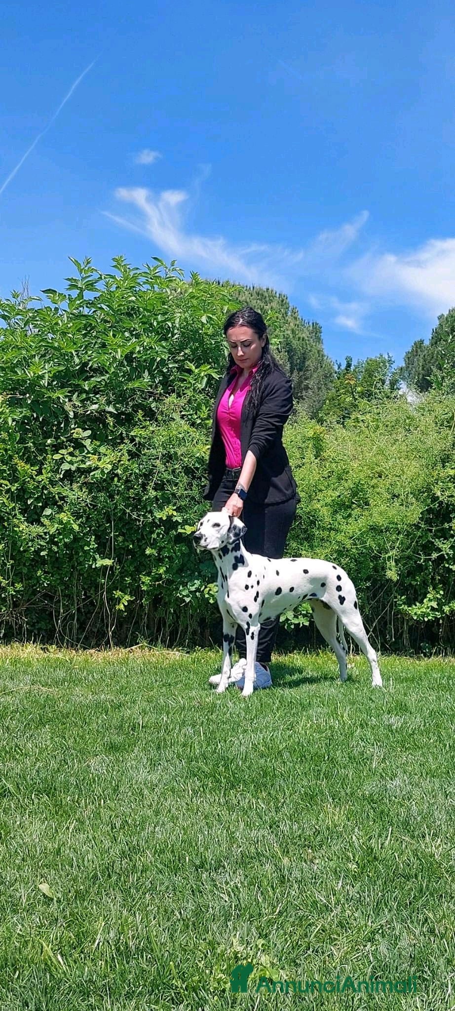 Dalmata cani Dalmata cuccioli  - Annuncio 1