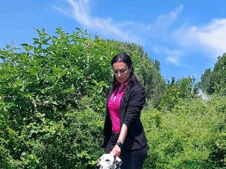 Dalmata cani Dalmata cuccioli - Annuncio 1