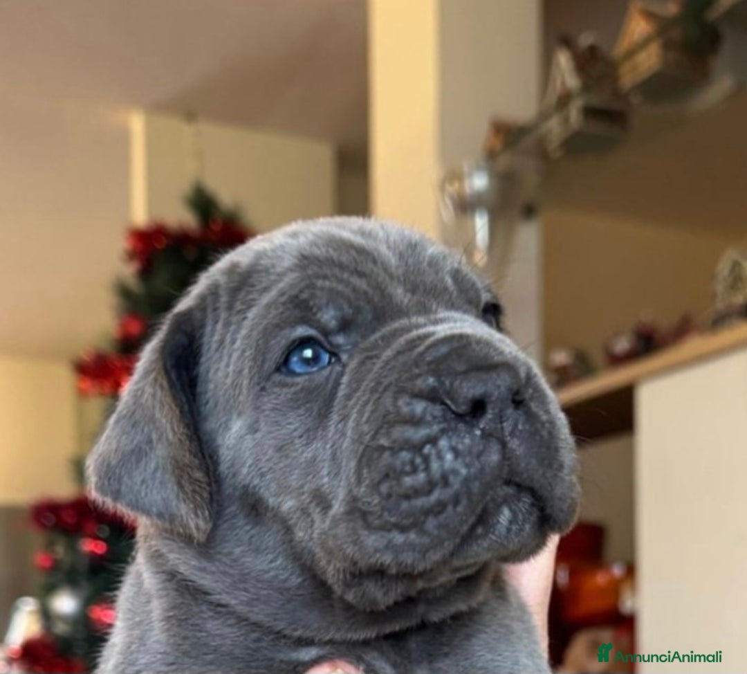 Cane Corso cani in vendita: Cuccioli di cane corso  - Annuncio 1