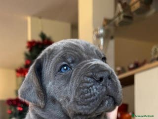 Cane Corso cani Cuccioli di cane corso - Annuncio 2