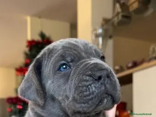 Cane Corso cani Cuccioli di cane corso - Annuncio 4
