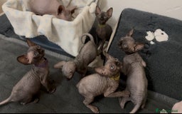 Sphynx gatti in vendita: Sphynx canadian black con pedigree a Provincia di Modena - Immagine 4