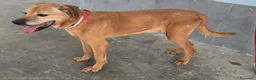 Meticcio cani in regalo: Seme 13 anni Taglia media  - Annuncio 3