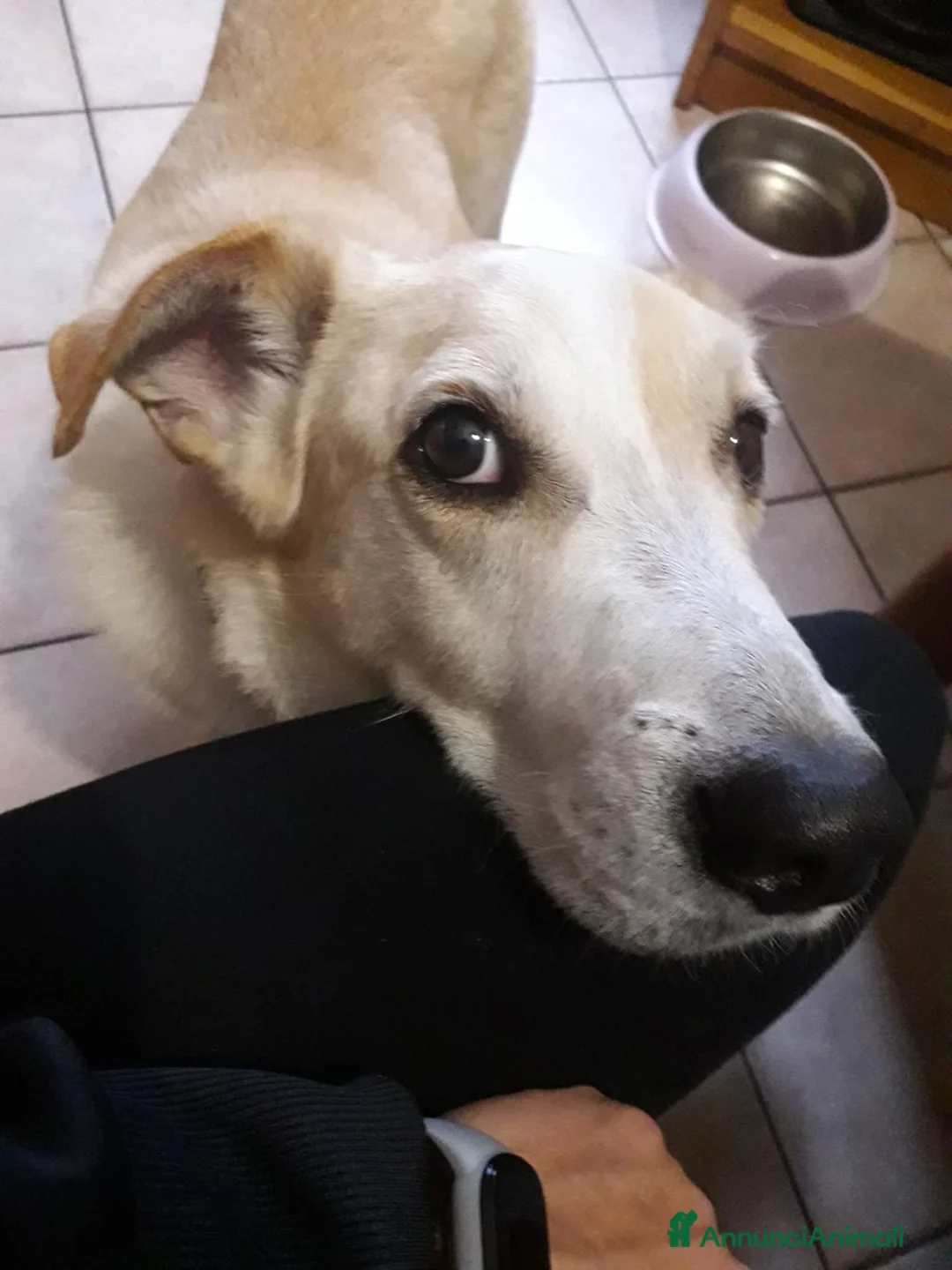 Meticcio cani in regalo: Splendido meticcio - CHARLIE - Annuncio 1