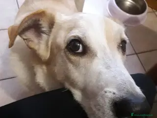 Meticcio cani Splendido meticcio - CHARLIE - Annuncio 1