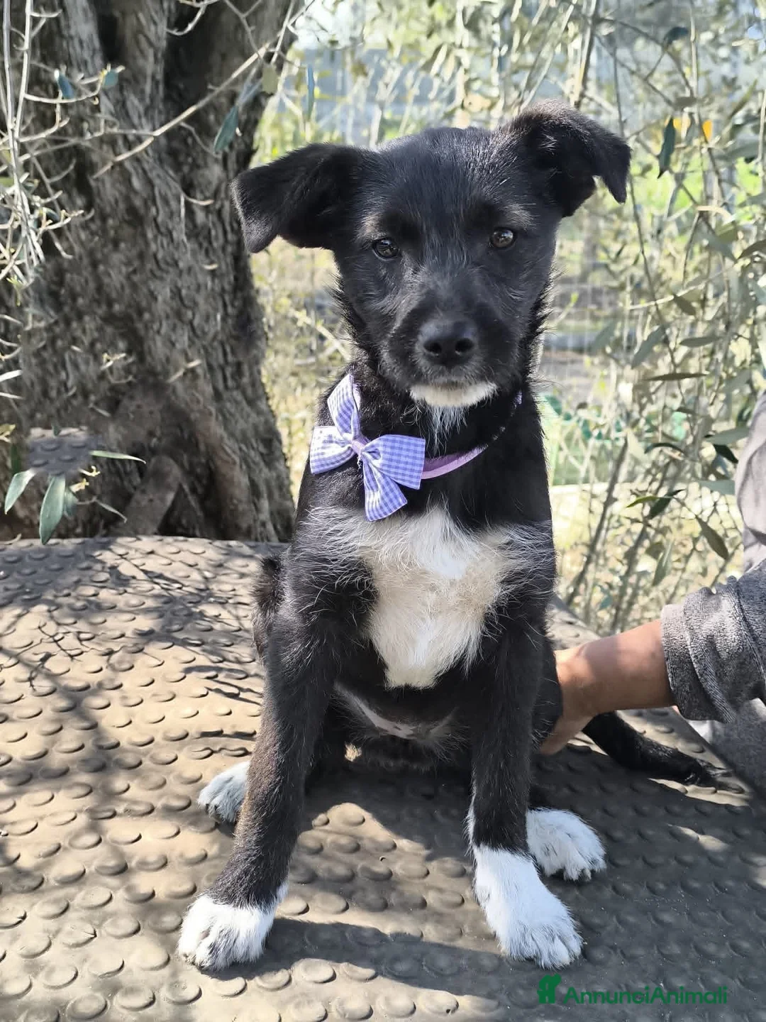 Meticcio cani in regalo: Adotta Velvet e Diva - Annuncio 1