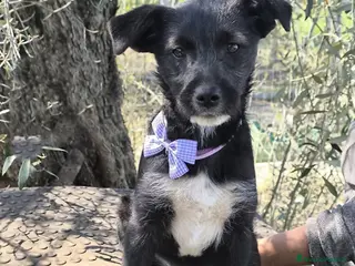 Meticcio cani Adotta Velvet e Diva - Annuncio 5