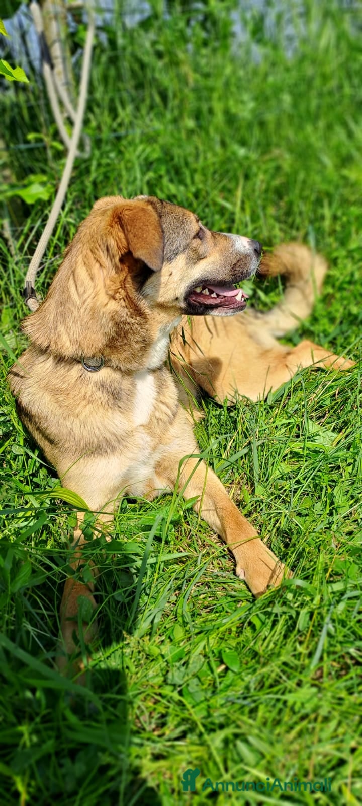 Meticcio cani MAYA  - Annuncio 2