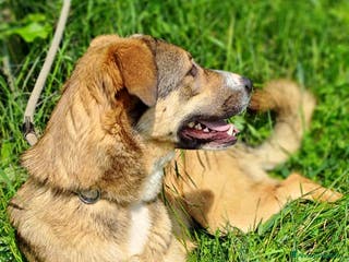 Meticcio cani MAYA - Annuncio 39