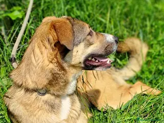 Meticcio cani MAYA - Annuncio 39