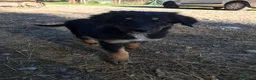 Pastore della Sila cani in vendita: Pastore della Sila  - Annuncio 2