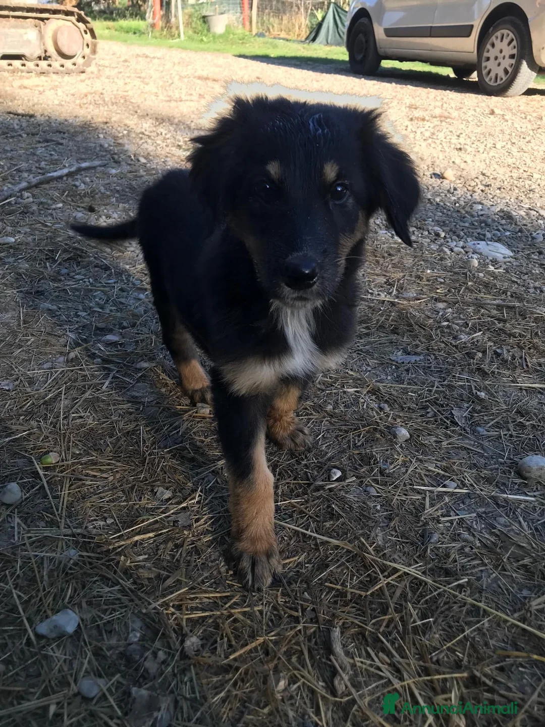 Pastore della Sila cani in vendita: Pastore della Sila  - Annuncio 2