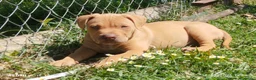 Pitbull cani in vendita: Ultimi 4 cuccioli Pitbull Red nose ukc - Annuncio 3
