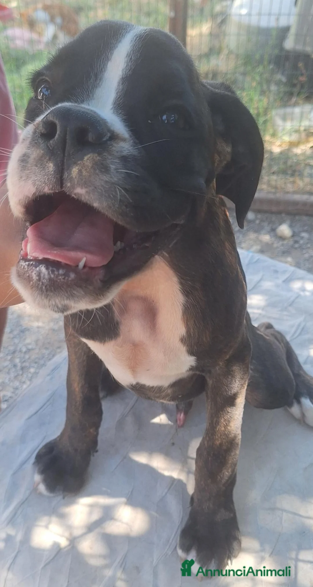 Boxer cani in vendita: Boxer Maschi Tigrati - Annuncio 2