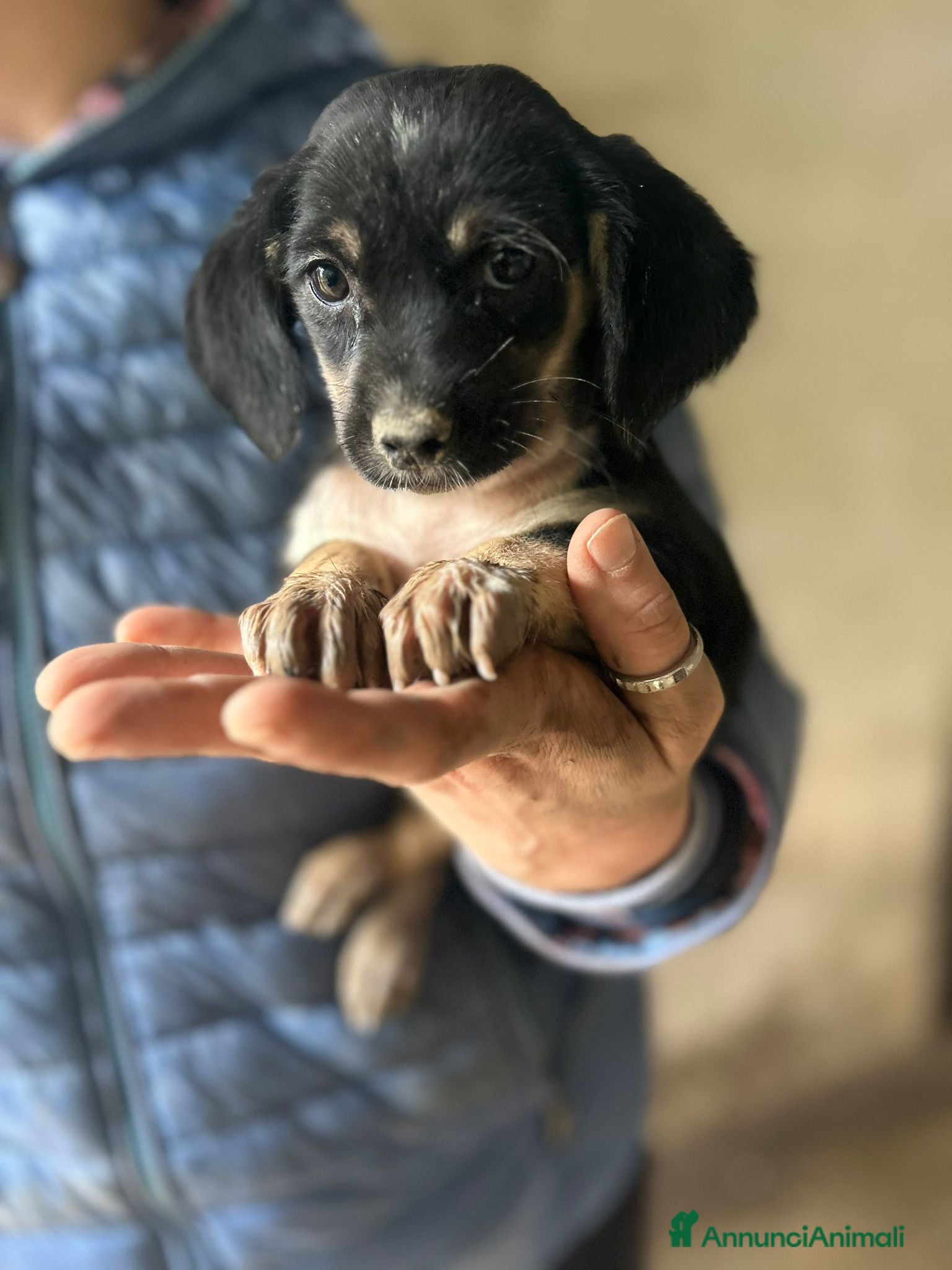 Meticcio cani CUCCIOLA TG P - Annuncio 21