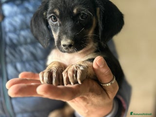 Meticcio cani CUCCIOLA TG P - Annuncio 1