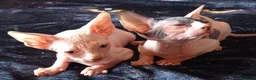 Sphynx gatti in vendita: Sphynx - Annuncio 6