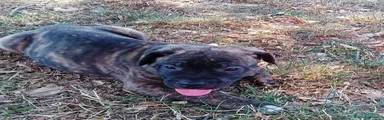 Cane Corso 2