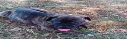 Cane Corso cani in vendita: Cuccioli di Cane Corso - Annuncio 5
