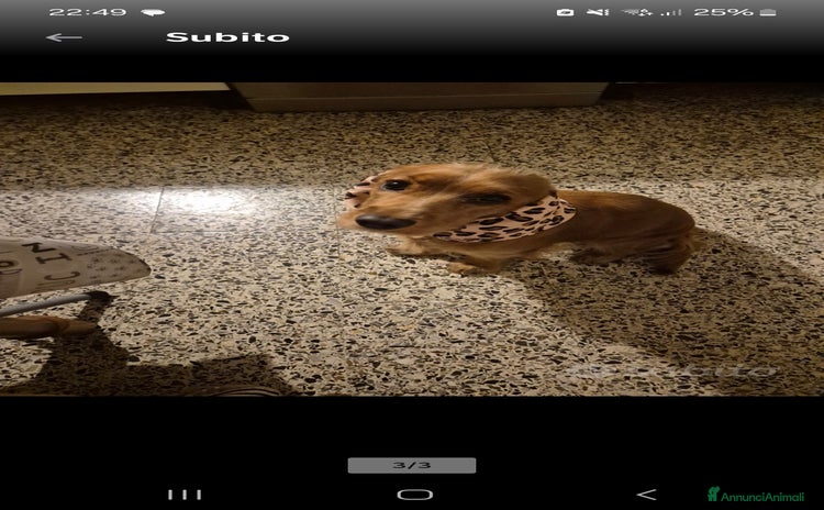 Cocker cani - Annuncio 10