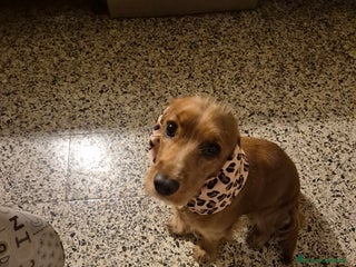 Cocker cani vendita cocker spaniel - Annuncio 5