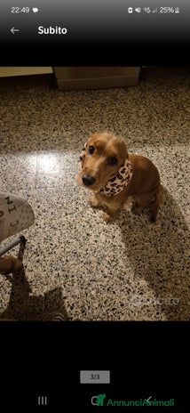 Cocker cani vendita cocker spaniel - Annuncio 1