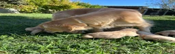Golden Retriever cani in vendita: GOLDEN RETRIVER 100% AMERICANI DICASALUYS - Annuncio 2