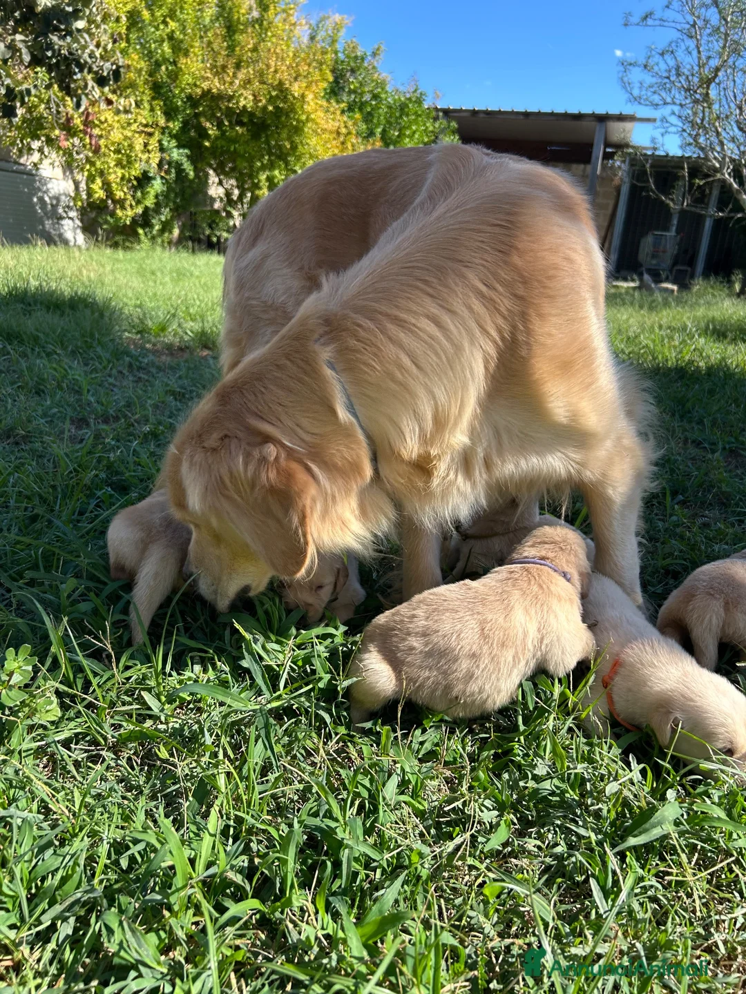 Golden Retriever cani in vendita: GOLDEN RETRIVER 100% AMERICANI DICASALUYS - Annuncio 2