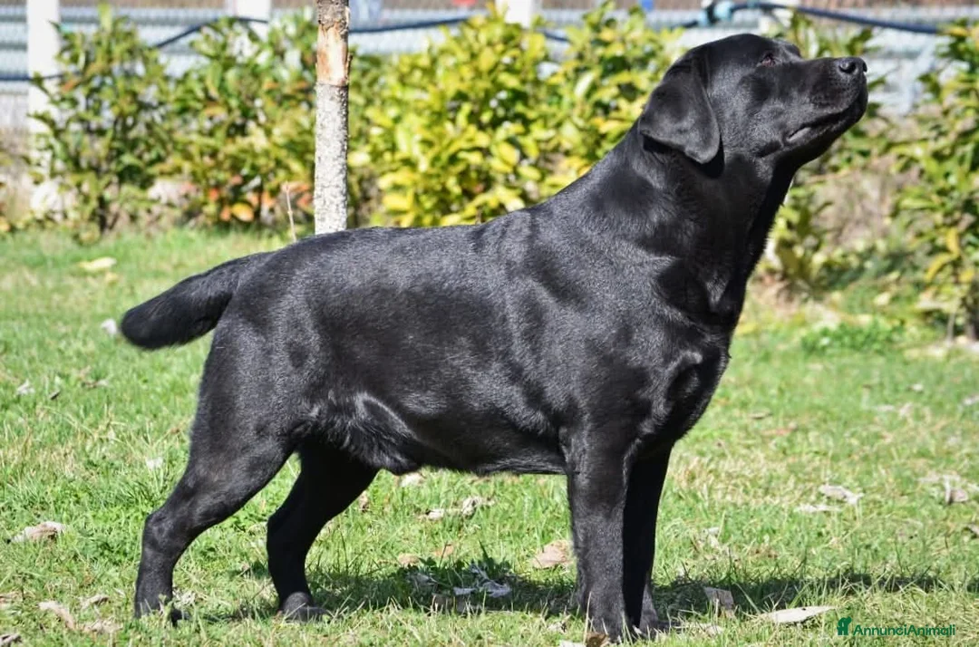 Immagine della galleria {{count}}