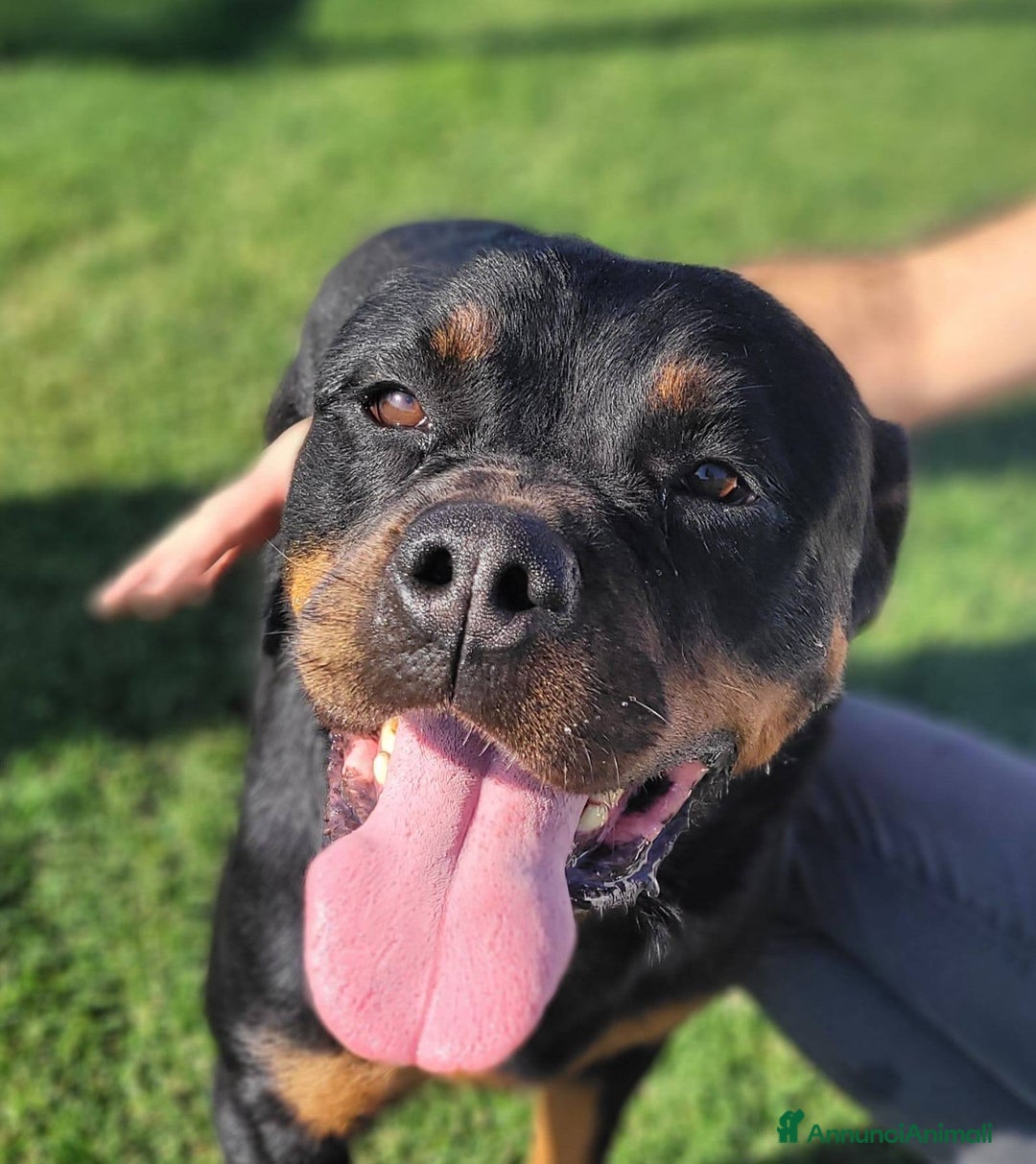Rottweiler cani in regalo: Straordinaria Rottweiler di nome Beverly - Annuncio 4