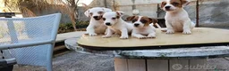 Jack Russell cani in vendita: Jack russell zampa corta - Annuncio 3