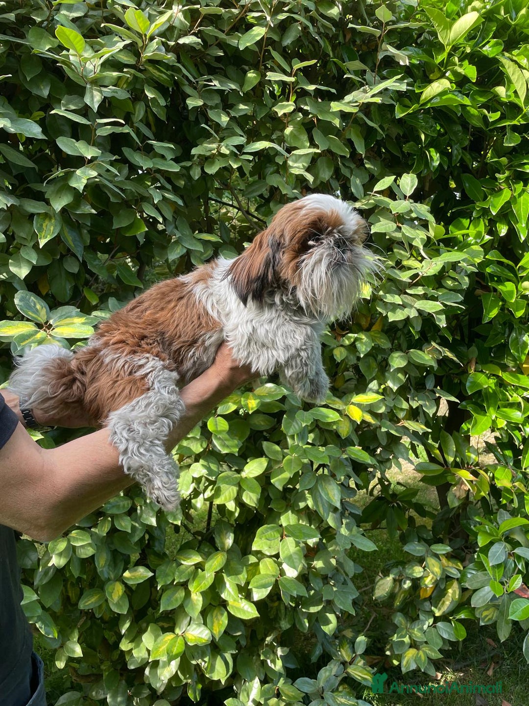 Shih Tzu cani in regalo: SHIHTZU ADULTO MASCHIO- rimborso spese - Annuncio 4