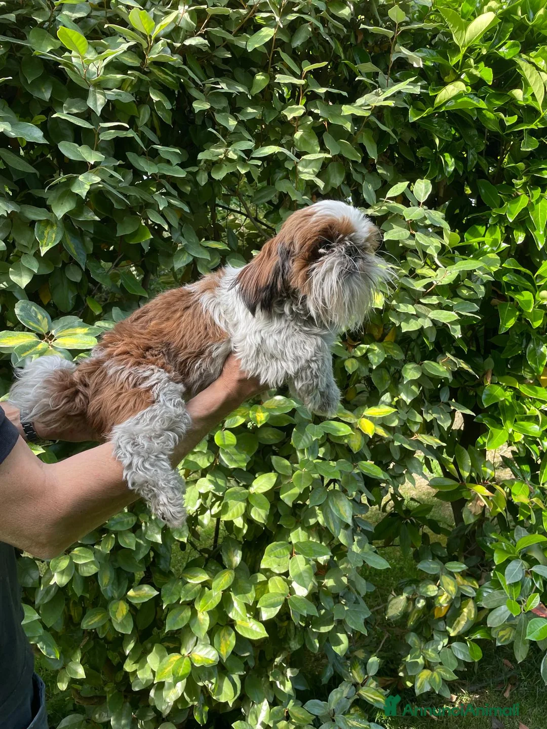 Shih Tzu cani in regalo: SHIHTZU ADULTO MASCHIO- rimborso spese - Annuncio 4