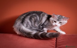 Maine Coon gatti in vendita: Un gattino maschio Mainemarie Etro  - Immagine 6