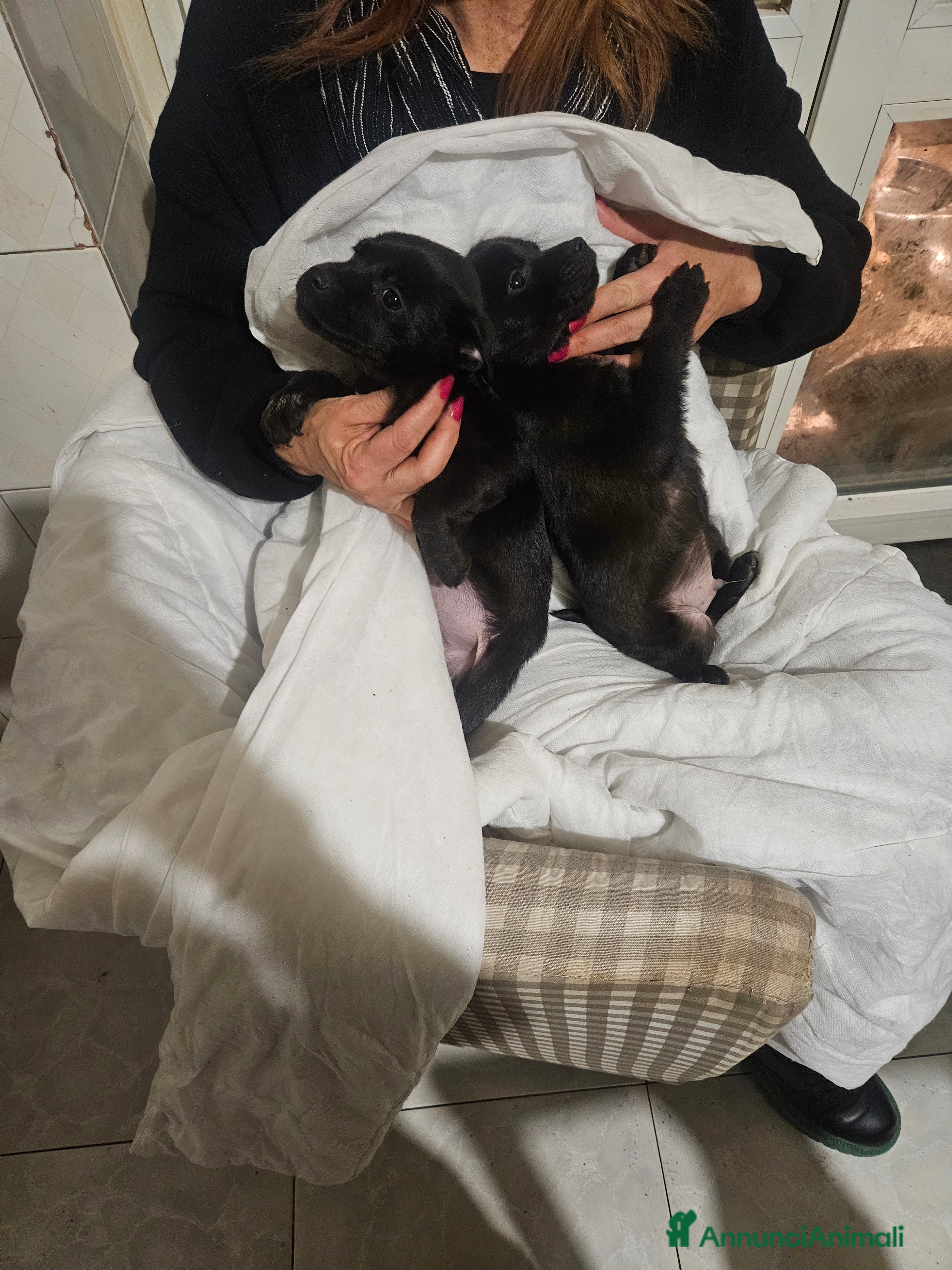 Meticcio cani Cuccioli meticci  - Annuncio 2