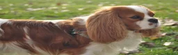 Cavalier King cani in vendita: Cavalier King CS con Pedigree - Annuncio 6