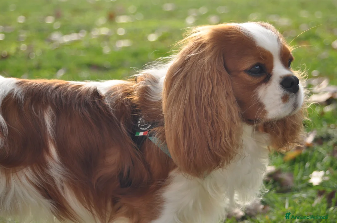 Cavalier King cani in vendita: Cavalier King CS con Pedigree - Annuncio 6