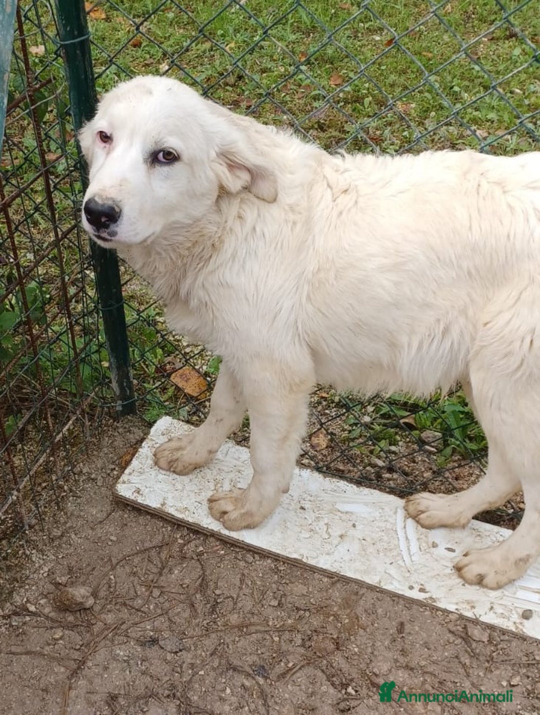 Meticcio cani in regalo: SOS TENERO OSLO a Città Metropolitana di Firenze - Annuncio 4