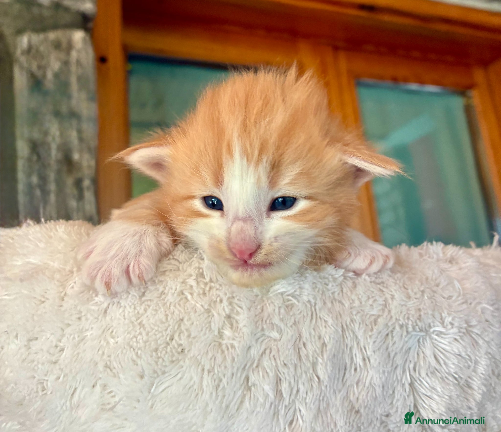 Norvegese gatti cucciolo norvegese delle foreste - Annuncio 2
