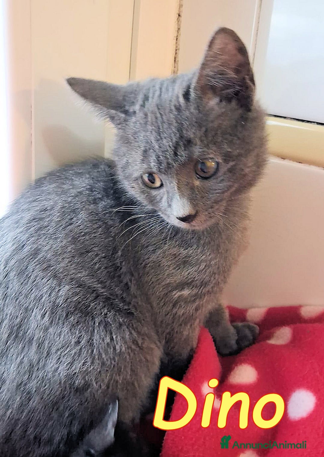 Certosino gatti in regalo: DINO GATTINO SIMILCERTOSINO A PELO SEMILUNGO - Annuncio 3