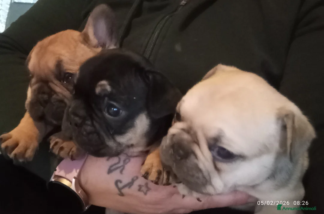 Bulldog Francese cani in vendita: Bulldog francese  - Annuncio 3