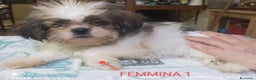 Shih Tzu cani in vendita: Cuccioli di shitzu  - Annuncio 3